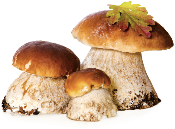 Білі гриби сушені (40 g.) – coolco